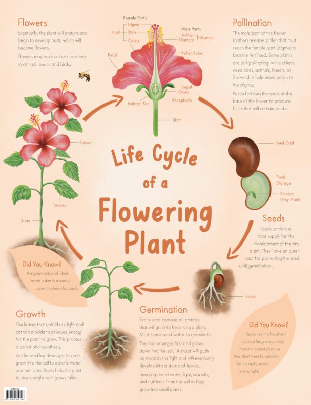 Life Cycle of a Flowering Plant Chart - Educational Art Supplies