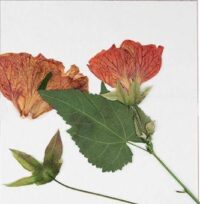 flower press2