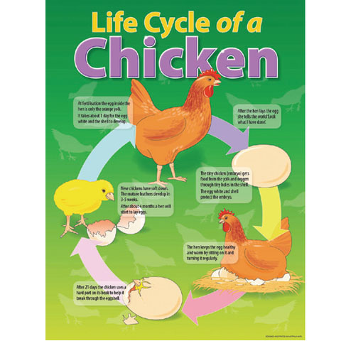 Life Cycle of a Chicken Chart