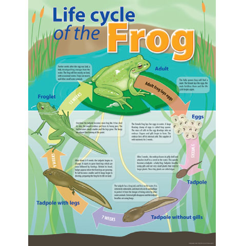 Life Cycle of a Frog Chart