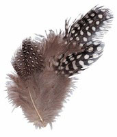 Guinea Fowl Feathers Natural