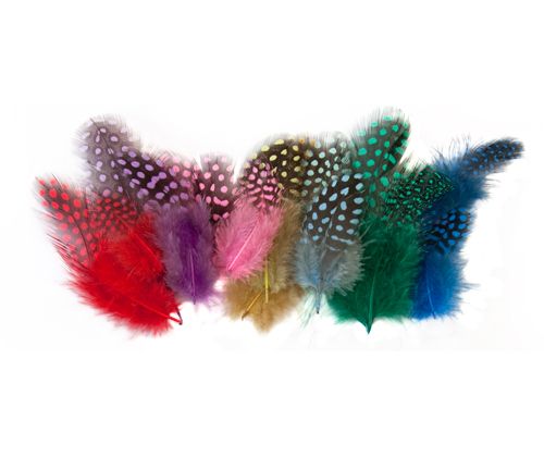 Guinea Fowl Feathers assorted colours
