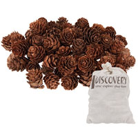 Discovery Mini Pine Cones 190g