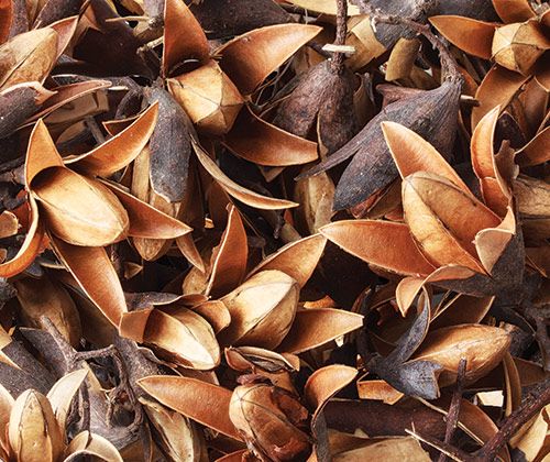 Dried Seedless Flower Pods