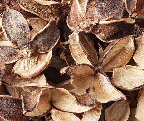 Dried Seedless Cotton Pods