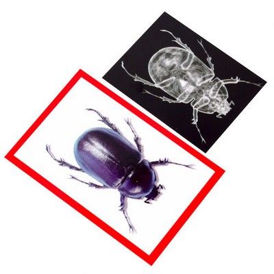 Insect X-Ray & Cards